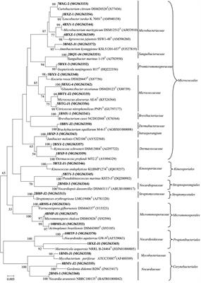 Diversity, Novelty, and Antimicrobial Activity of Endophytic Actinobacteria From Mangrove Plants in Beilun Estuary National Nature Reserve of Guangxi, China